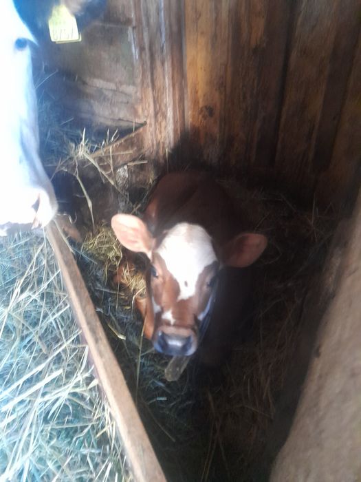 Vând vitica de 7 săptămâni
