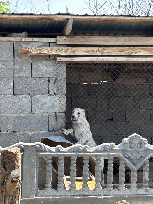 Алабай кушык Сао 3 айлық ұрғашы