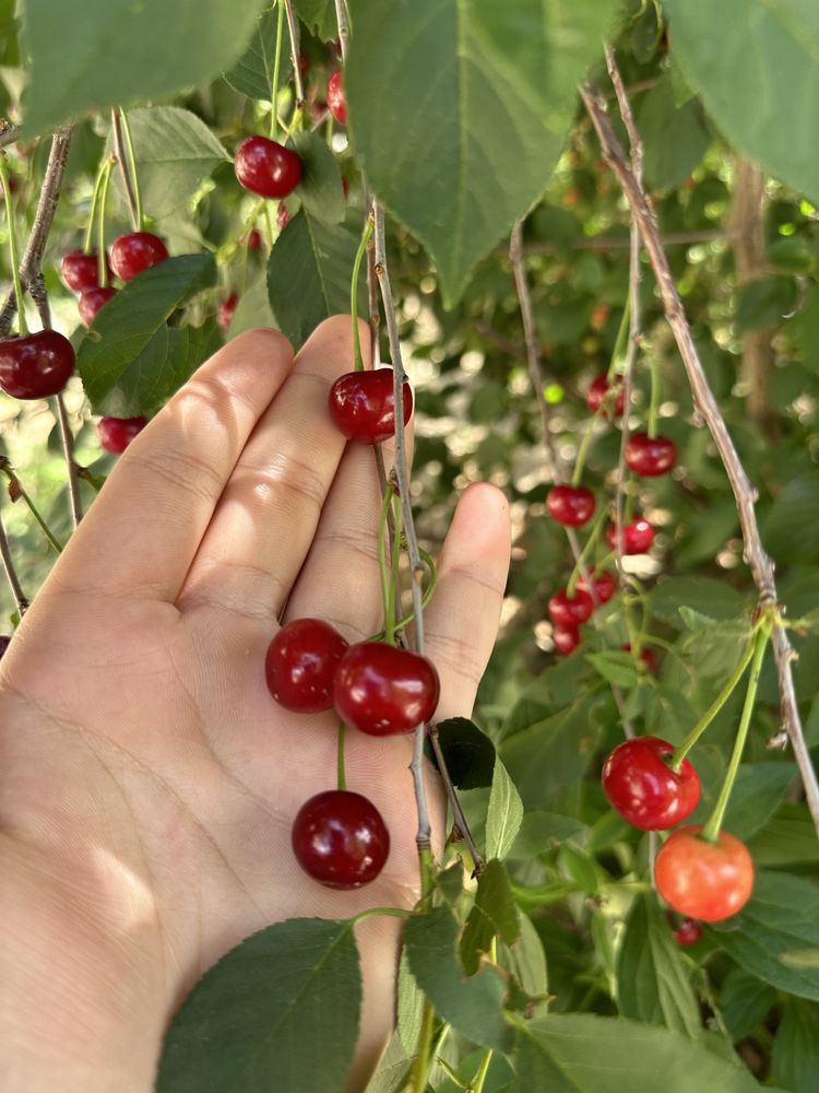 Продам вишню домашнию