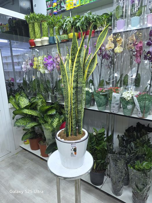 Продается Сансевиерия