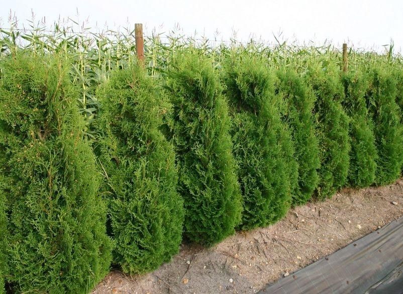 Îngrijire spații verzi,tualetare tui,copaci