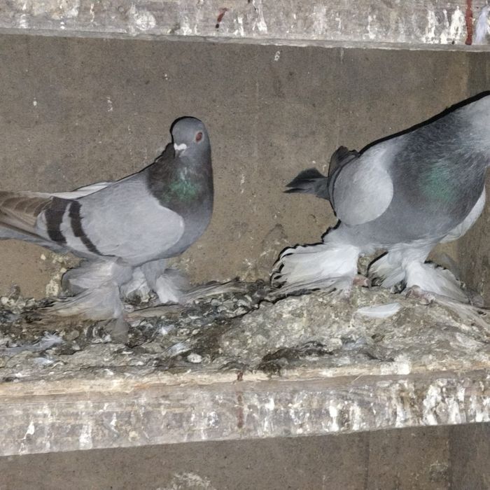 Продам   голубей