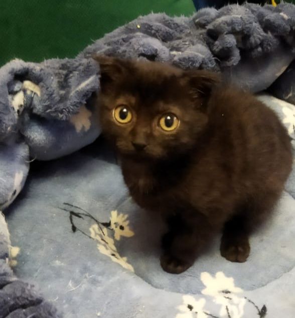 Пристраивается котёнок