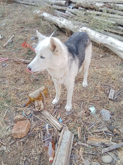 Haski zoti toza sotiladi