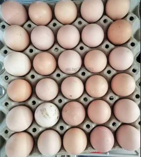 Домашни Пресни Яйца