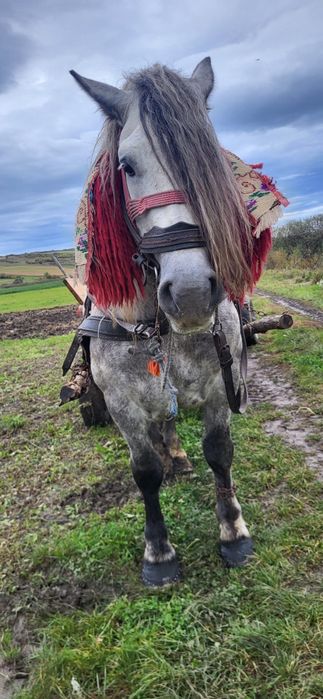 Vand armasar de 7 ani