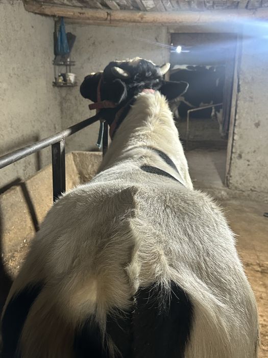 Бука сотилади йеб ичиши зор сохлом 100%