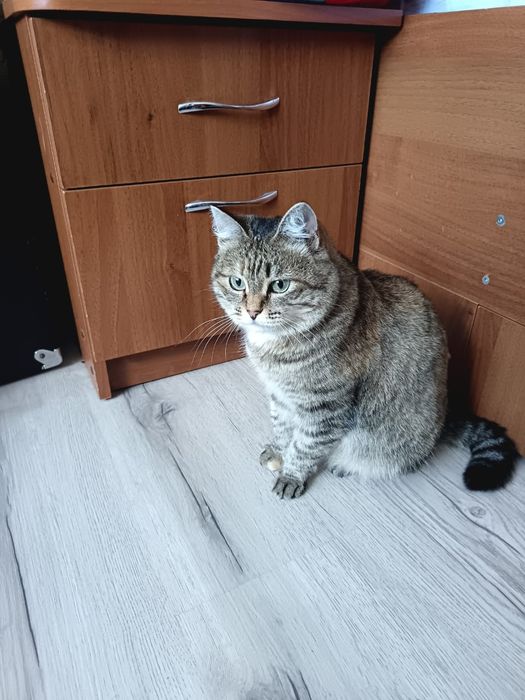 Ласковая кошечка в доброе руки