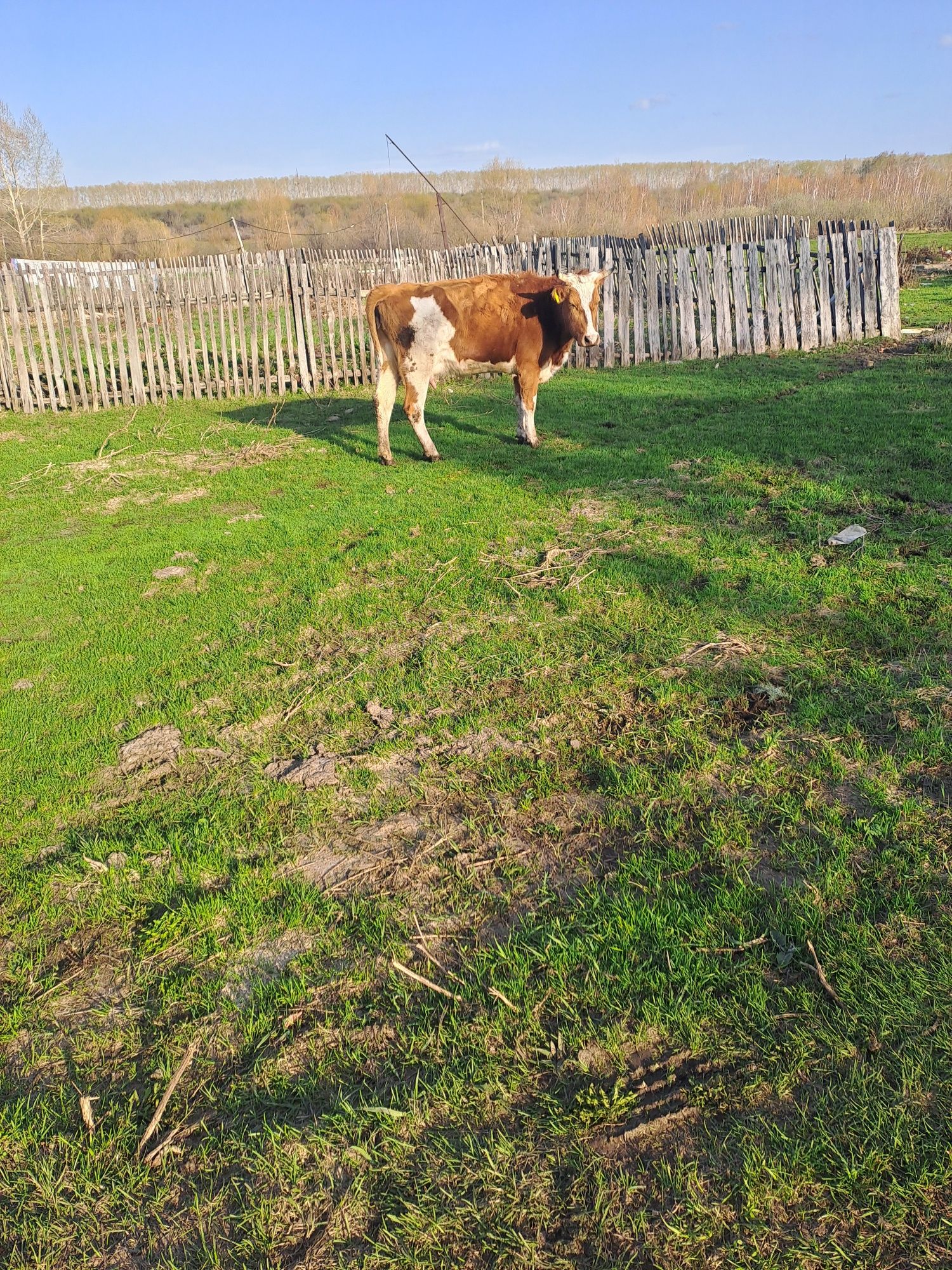 Молодую корову с тёленкам