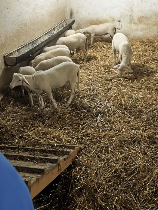 Vând berbecuți din rasa de oi lacune .