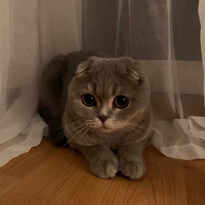 Vând pisica British scottish fold
