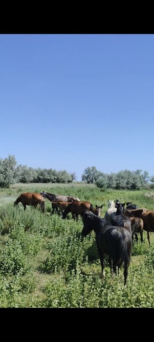 Косяков продам с жеребятами