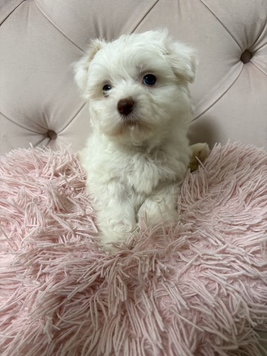 bichon maltez baietel