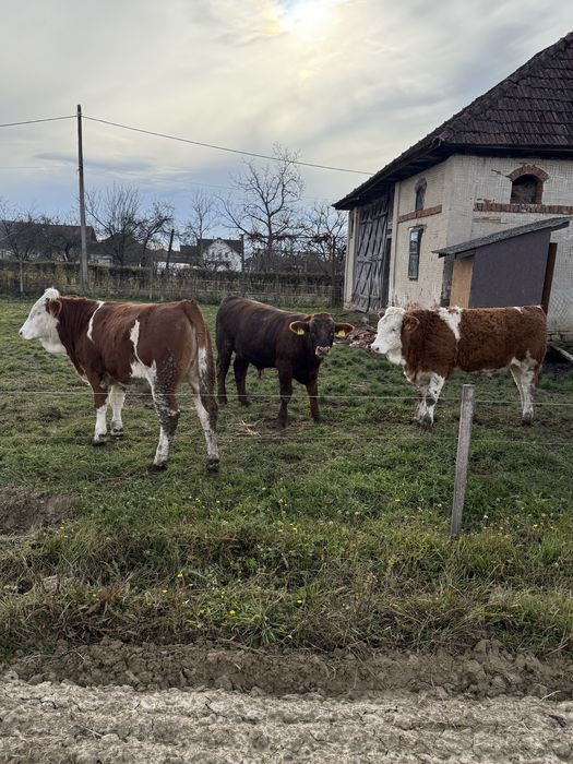Vand 3 vițele si un vițel