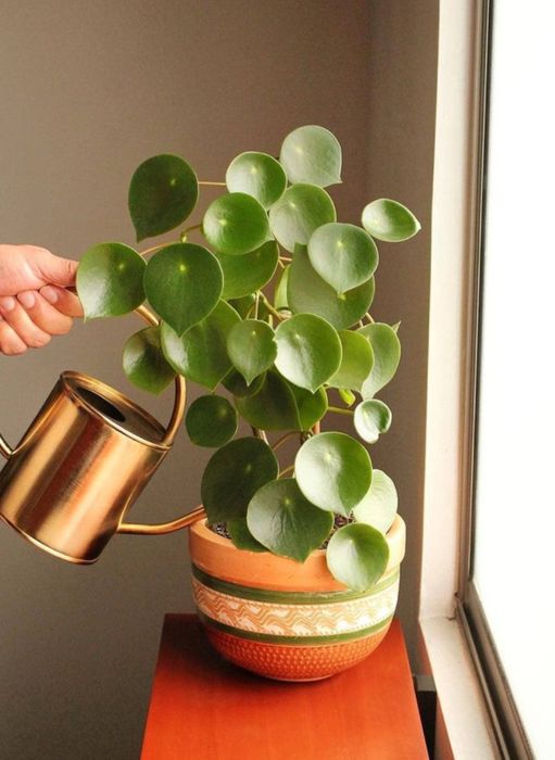 Продается домашнее растение Пилея