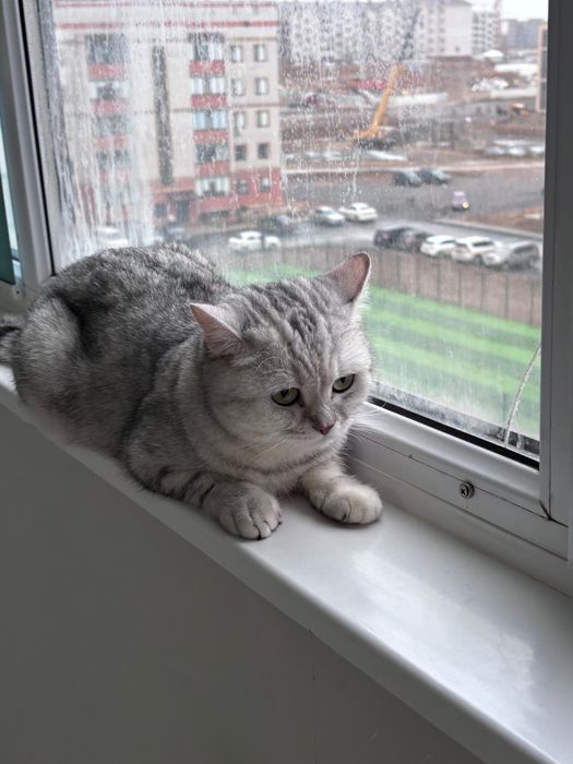 Отдам кошку в надежные руки