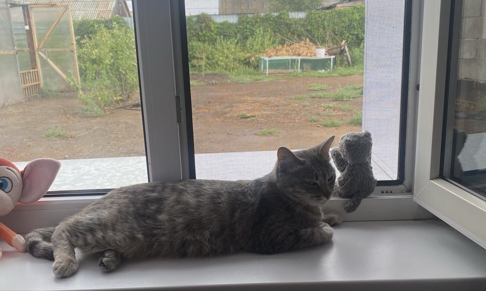 Кошечка стерилизованная