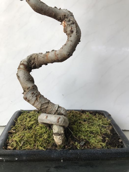 Продам бонсай китайский вяз!