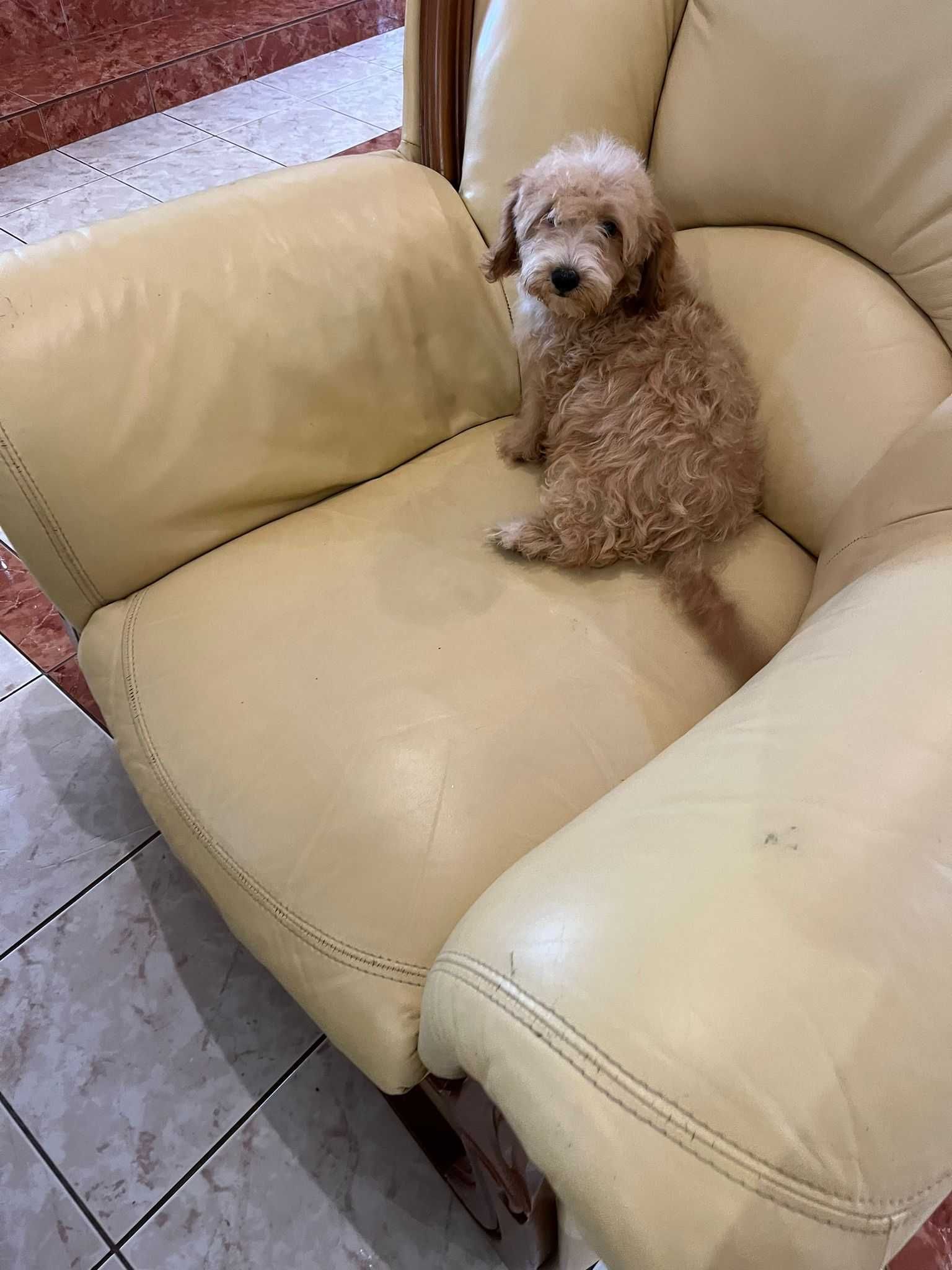 Pui Maltipoo femela