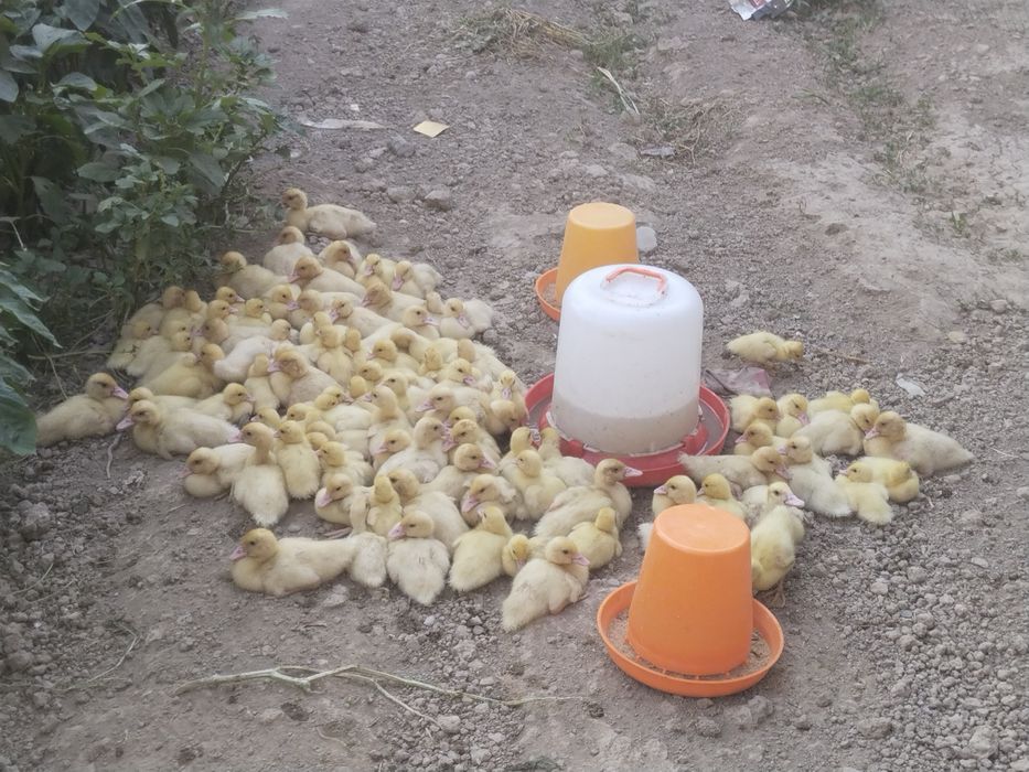 Продаю индоуток мускусной породы молодняк 5 месятцевмесятцев