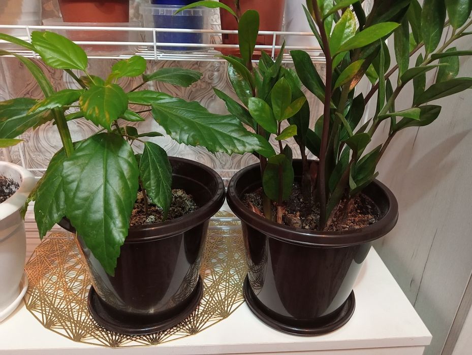 Продам комнатные цветы