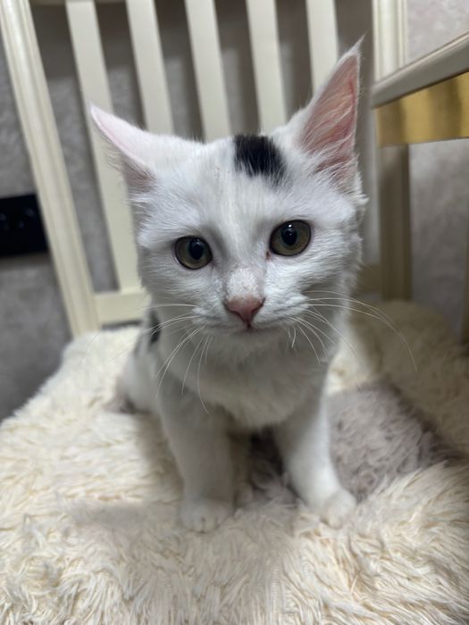 отдам котенка в хорошие руки