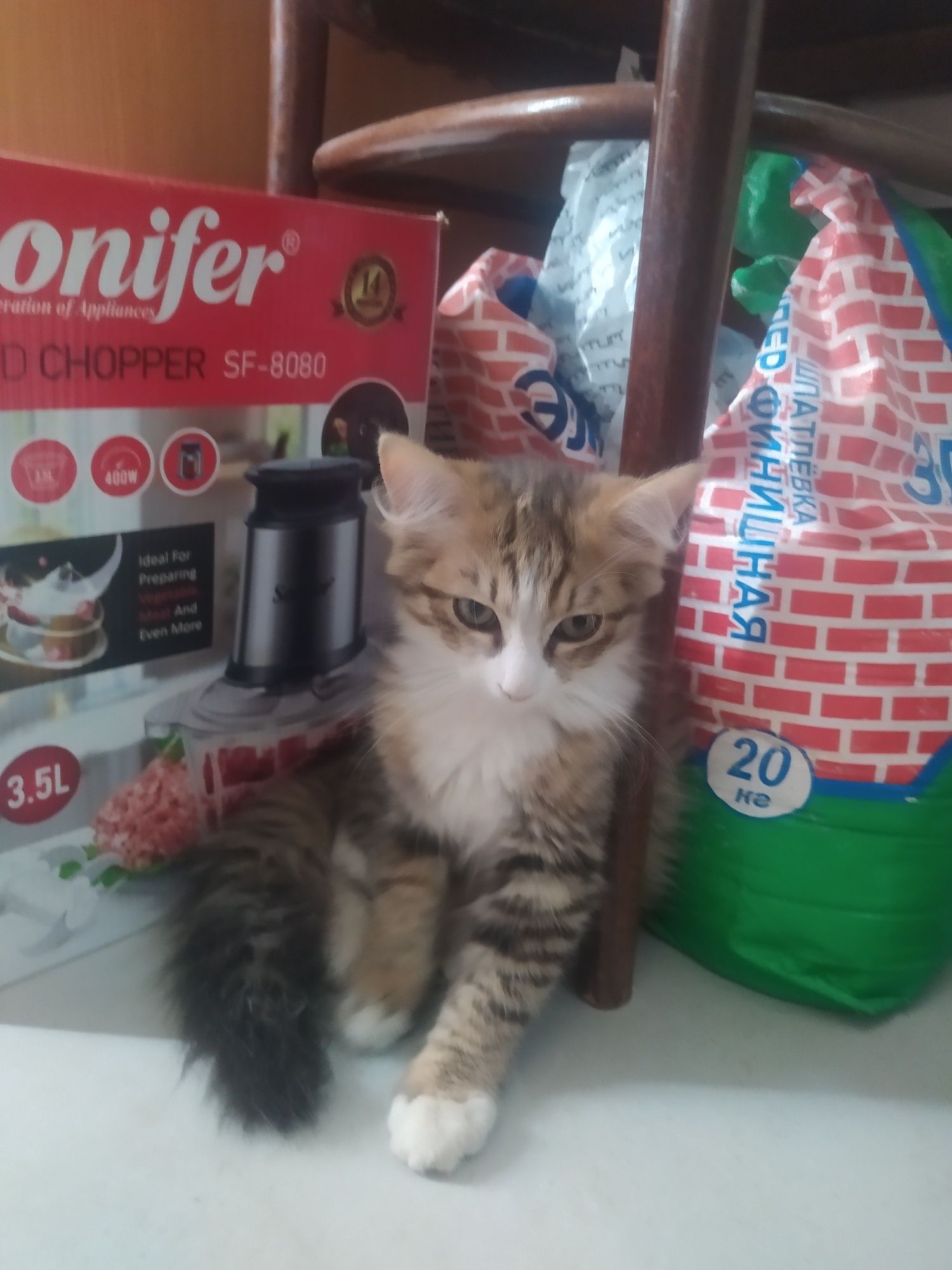 Отдам даром  котенка