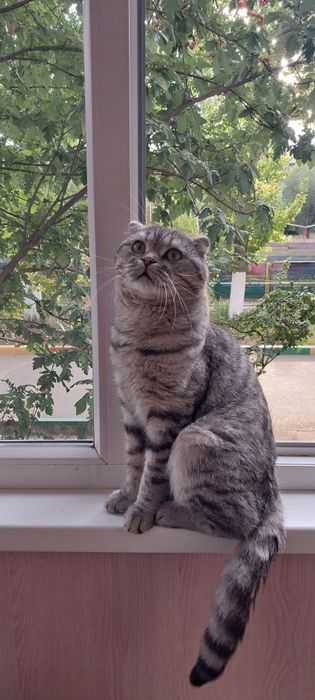 Отдам кота в добрые и хорошие руки