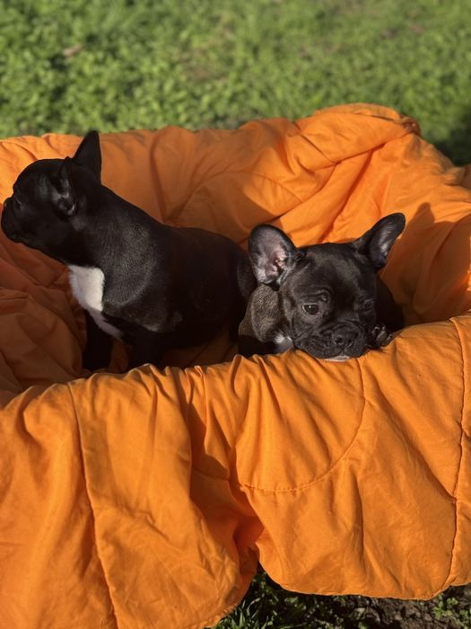 Два прекрасни френски булдога