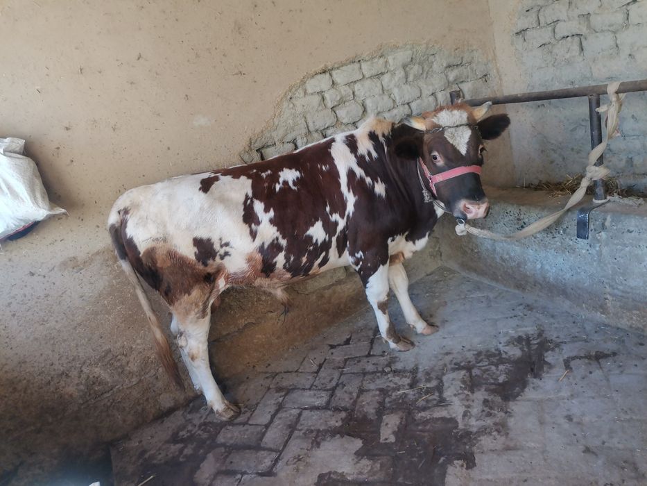Hokiz sotiladi 25 milyon
