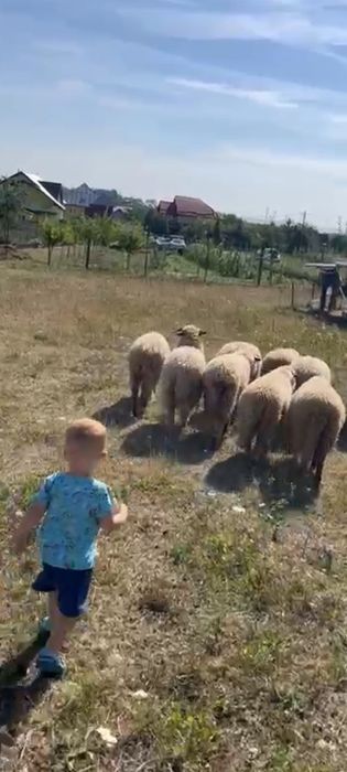 De vânzare zece miele