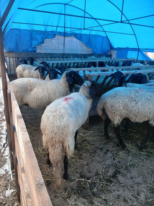 Vând 30 de oi carabase