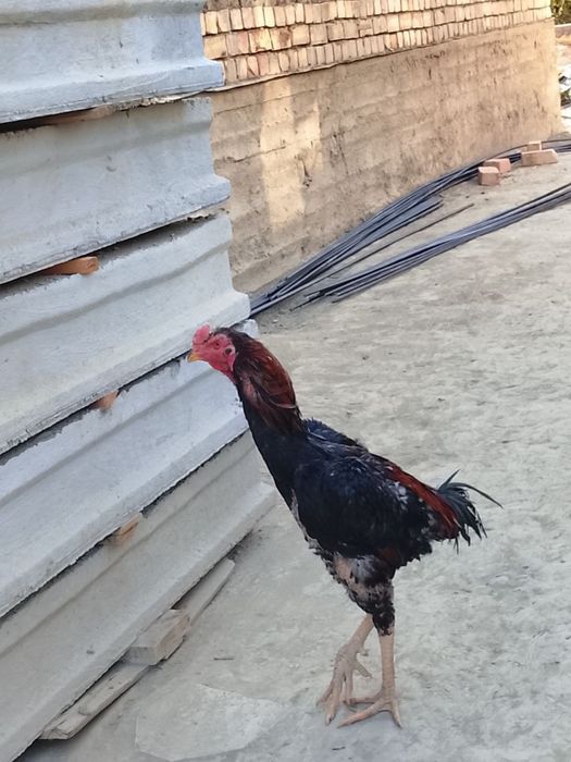 Kulangi xoʻroz Sotiladi