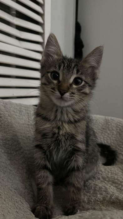 Отдам котенка мальчика