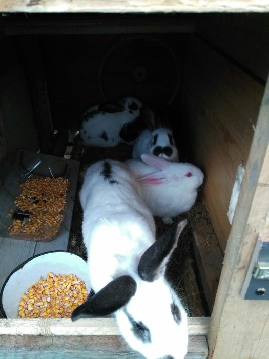 Vand iepuri  de casa