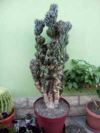 Vand cactus 123 cm
