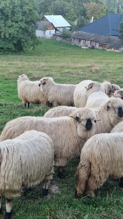 2 miori de vanzare ,marca blonzi