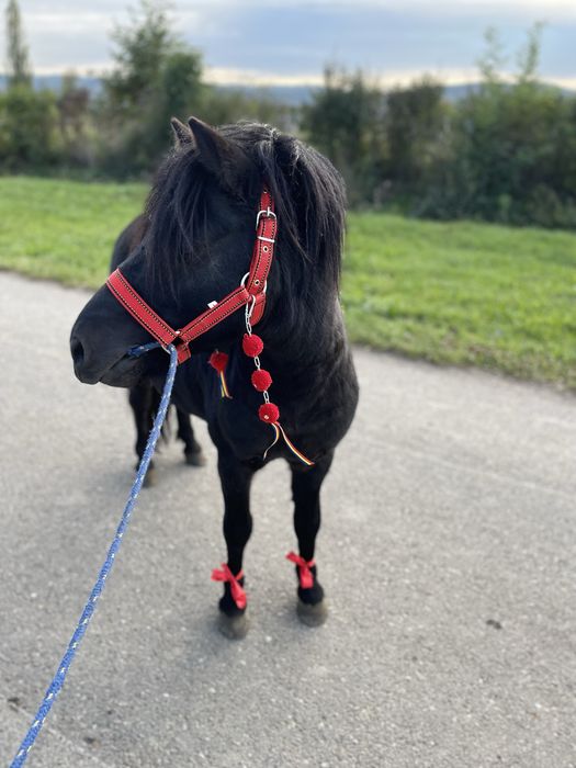 Ponei armasar de monta