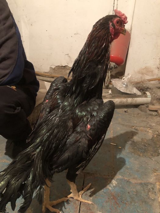 Дакан (Тайваньчик) продам 50 тысяч