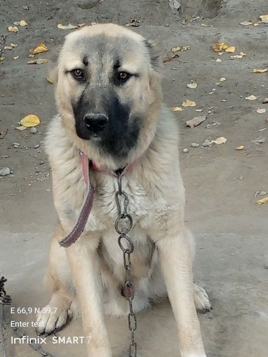 6oylik kangal erkak emlangan 100%