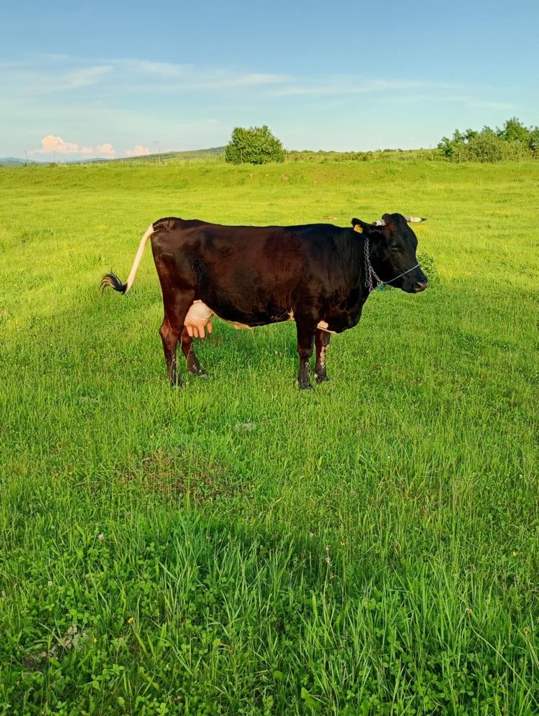 Vând vaca gestanta de 5 luni