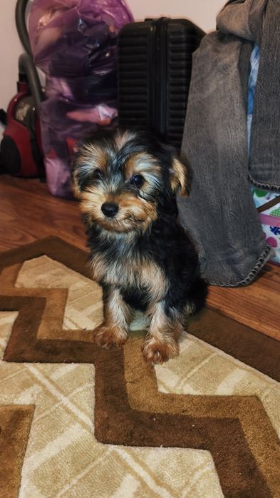 Yorkshire terrier