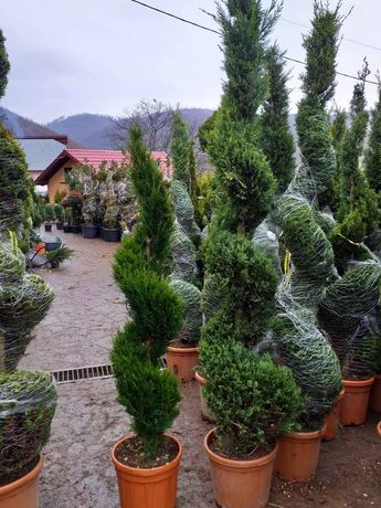 Amenajez spații verzi cu plante ornamentale la prețuri acceptabile