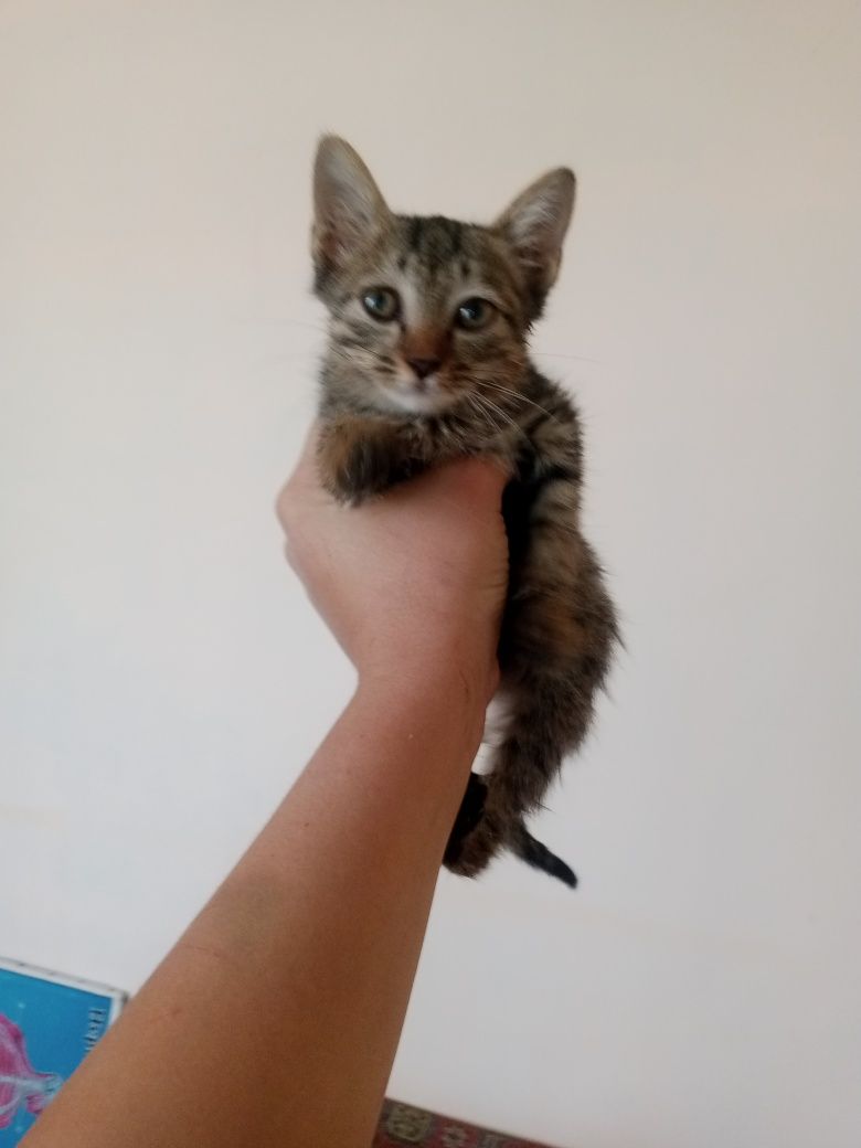 1 oylik mushukcha hadyaga beriladi