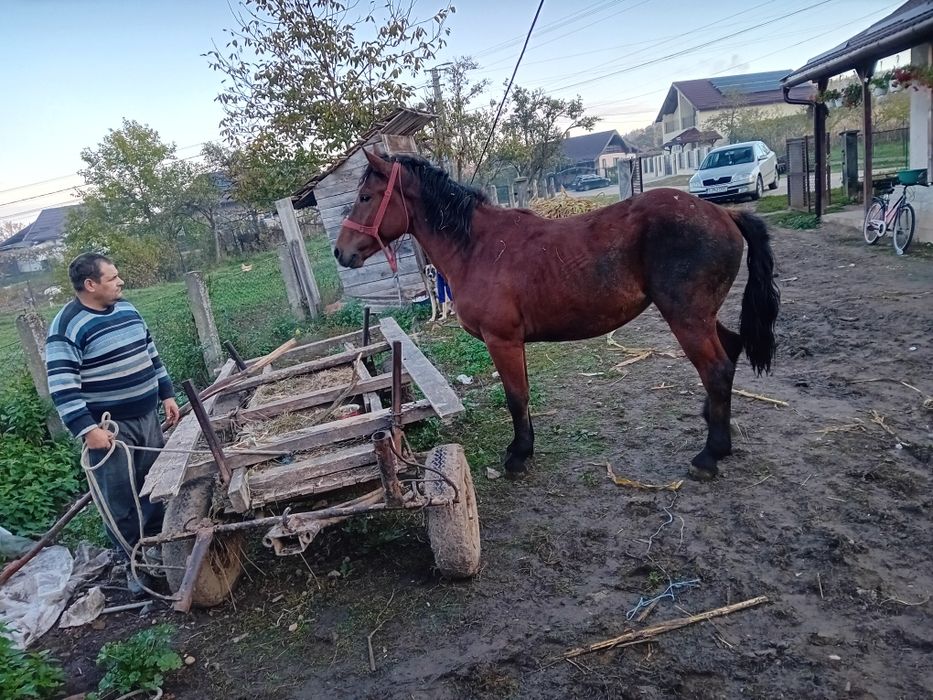 Vând mânză de doi ani