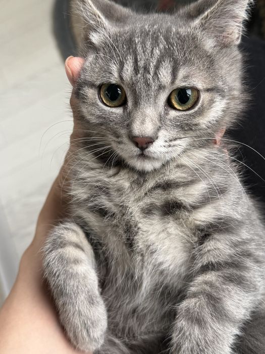 Котенок мальчик 3 мес