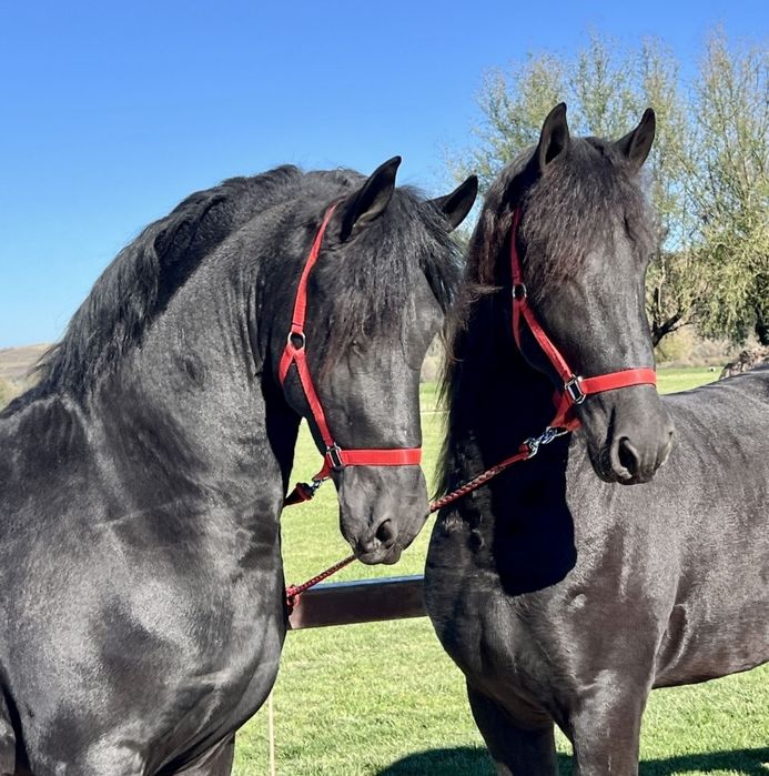 Vând 2 frizeni Armasari tineri