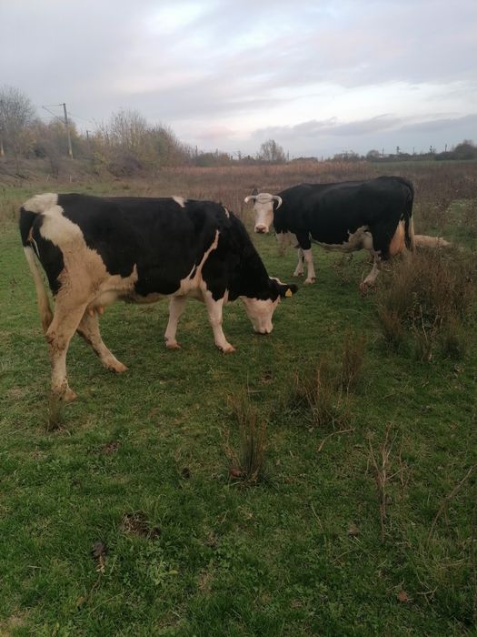 Vaca tânără baltata pe negru