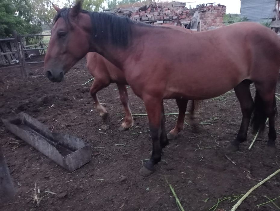 Продам срочно кобылу