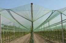 PLASA PROTECTIE ANTI-GRINDINA, 6x100m=980 lei; Margini Dublu Intarite